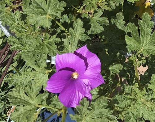 lav hibiscus.jpeg